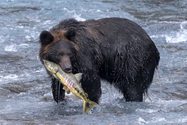 人を襲う可能性が高い熊の種類と特徴