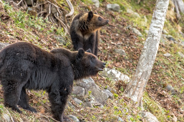熊が冬眠から目覚める時期は?冬眠明けの行動と遭遇リスクまとめ