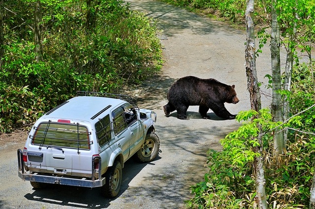 熊に遭遇したときの正しい対処法