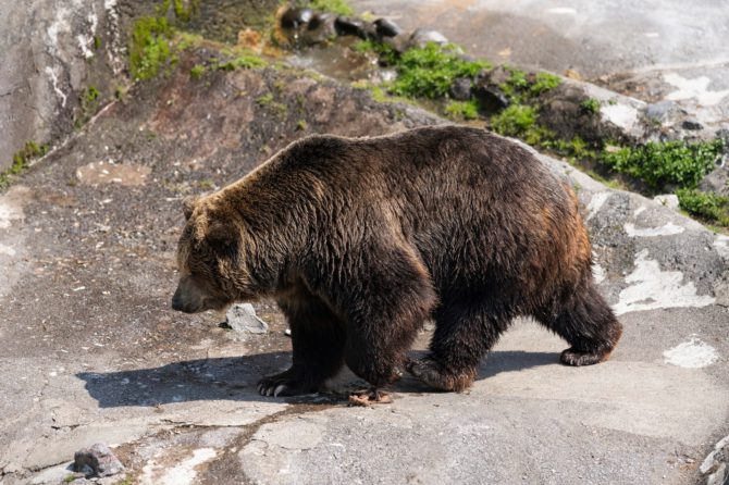 熊が人を襲うのはなぜ？危険な種類・時期・行動パターンまとめ