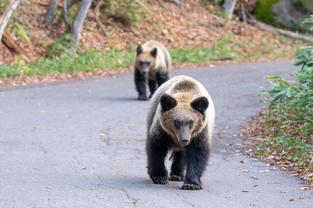 冬眠明けの熊が凶暴になる理由とは?
