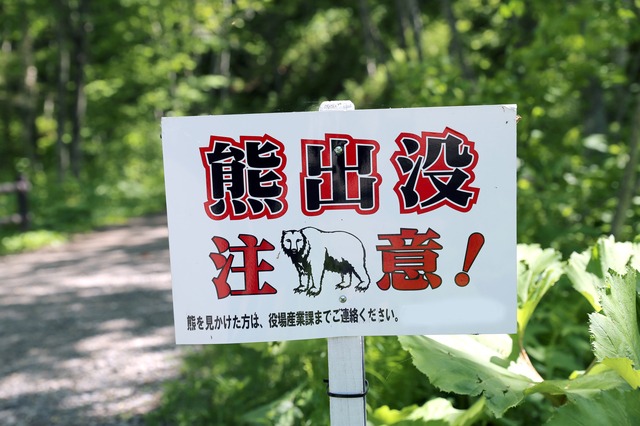 熊の出没情報を得るには?信頼できる情報源まとめ