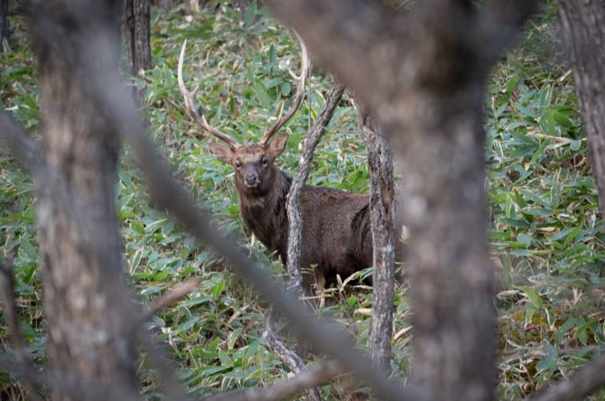 エゾシカ猟がメインなら308winライフル実包がおすすめな理由