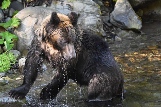 ヒグマに対する308winの注意点