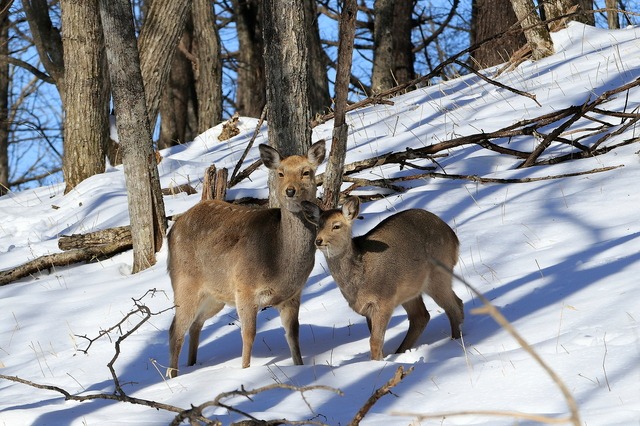 ハンター不足が浮き彫りにする、地域社会の危機とこれからの狩猟