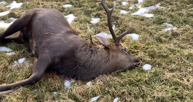 狩猟で出た残滓の処理は法律違反？廃棄物処理法との関係