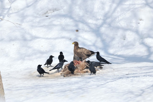 【北海道編】エゾシカ狩猟で絶対に知っておくべき残滓の処理ルール