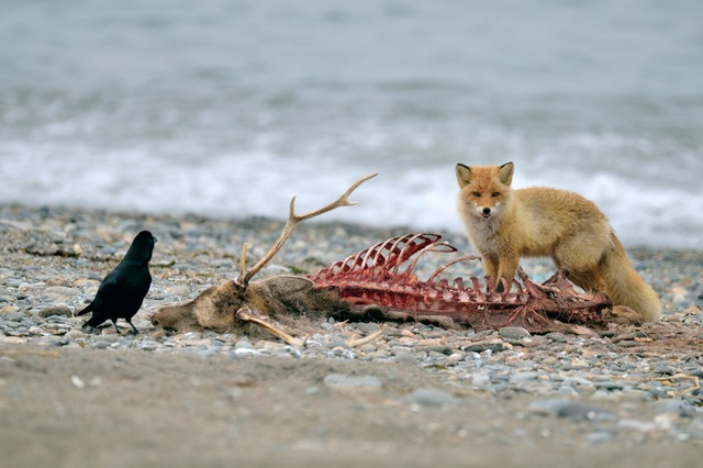 狩猟における「残滓（ざんし）」とは？適切な処理を怠る3つのリスク