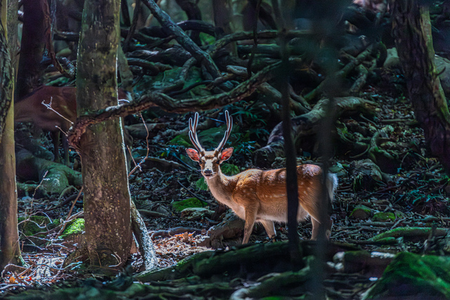 猟場の探し方に悩む単独ハンターへ！マップと下見で極める猟場開拓術