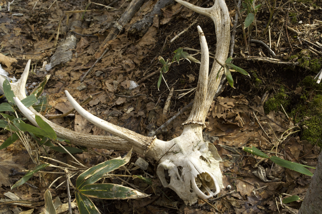 知らないと罰則も！狩猟で出た残滓を安全かつ合法に処理する完全ガイド